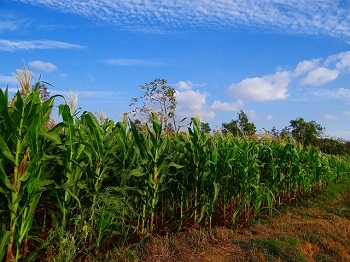 farm and crop insurance in Iowa